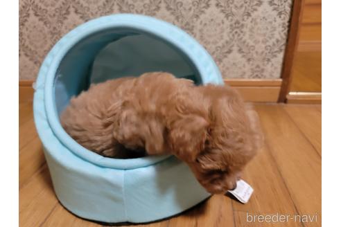 成約済の千葉県のトイプードル-145344の3枚目
