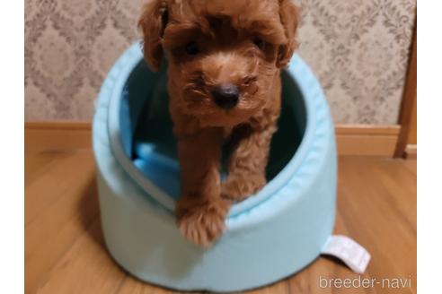 成約済の千葉県のトイプードル-145343の1枚目