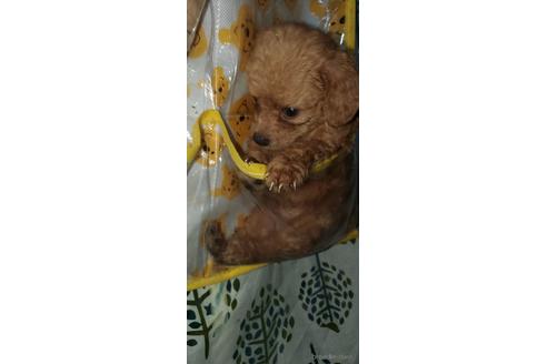 成約済の福岡県のミックス犬-144026