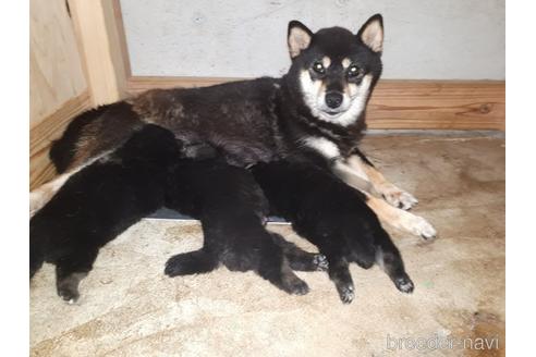 成約済の鹿児島県の柴犬-145660の2枚目
