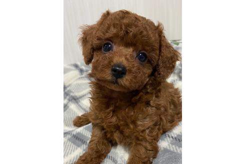 成約済の岡山県のタイニープードル-145101の6枚目