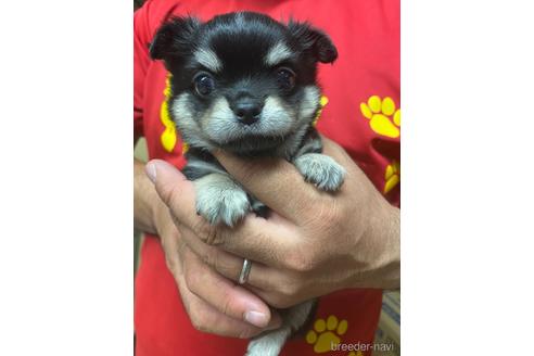 成約済の静岡県のチワワ(ロングコート)-146145の1枚目