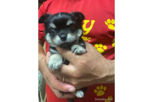 成約済の静岡県のチワワ(ロングコート)-146145の2枚目