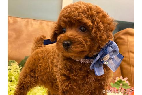 成約済の埼玉県のトイプードル-146387の2枚目