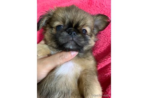 成約済の福島県のミックス犬-144475の4枚目