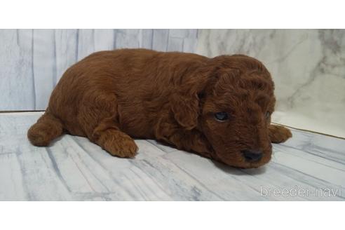 成約済の埼玉県のトイプードル-144008の15枚目