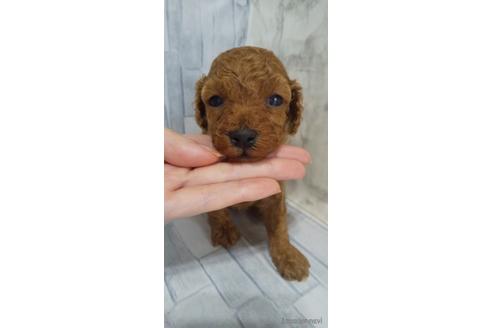 成約済の埼玉県のトイプードル-143990の8枚目