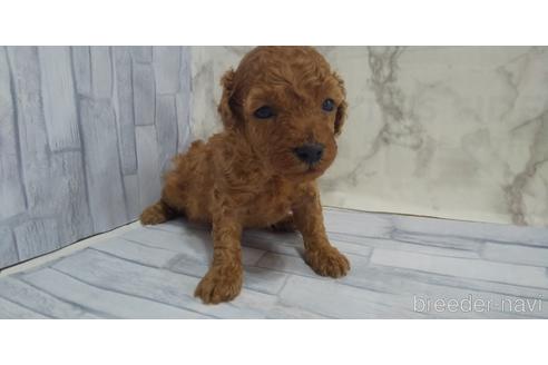 成約済の埼玉県のトイプードル-143990の4枚目