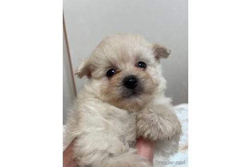 成約済の千葉県のポメプー:ポメラニアン×トイプードル-146708の1枚目