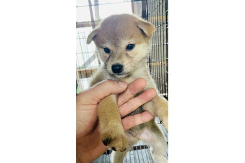 成約済の茨城県の柴犬-146206の1枚目