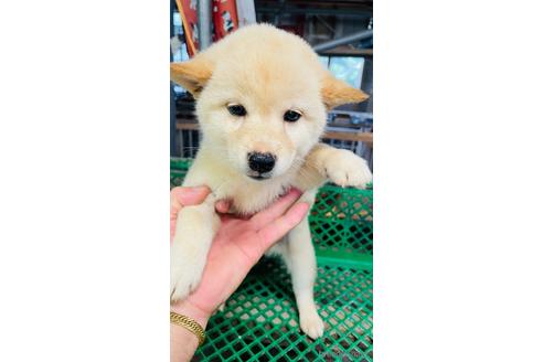 成約済の茨城県の柴犬-146815の1枚目
