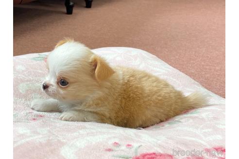 成約済の香川県のチワワ(ロングコート)-143113の2枚目