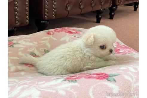 成約済の香川県のチワワ(ロングコート)-143117の5枚目