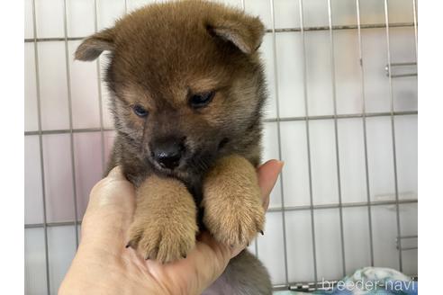 成約済の岡山県の柴犬-146818の8枚目