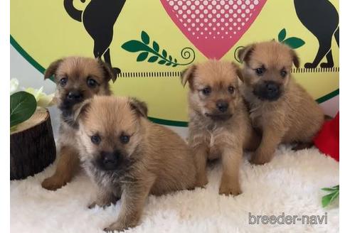 成約済の栃木県のミックス犬-146835の1枚目