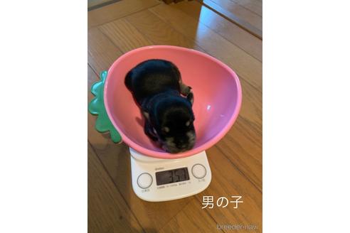 成約済の山口県のミックス犬-146861