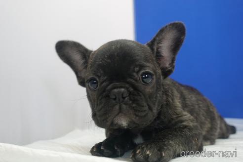 成約済の愛知県のフレンチブルドッグ-144370の1枚目