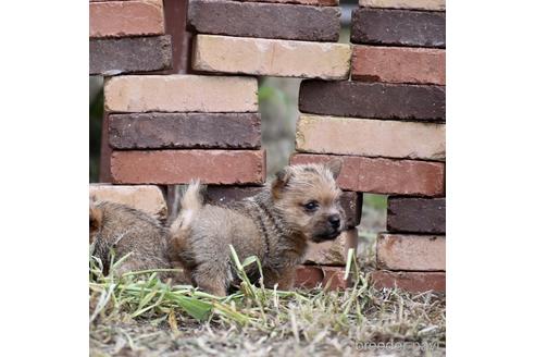 成約済の群馬県のノーリッチテリア-146895の3枚目