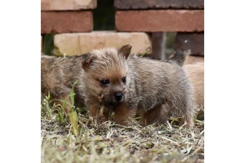 成約済の群馬県のノーリッチテリア-146895の4枚目