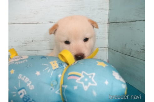 成約済の埼玉県の柴犬-146907の4枚目