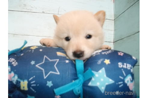 成約済の埼玉県の柴犬-146908の1枚目