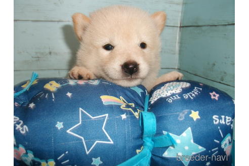 成約済の埼玉県の柴犬-146908の5枚目