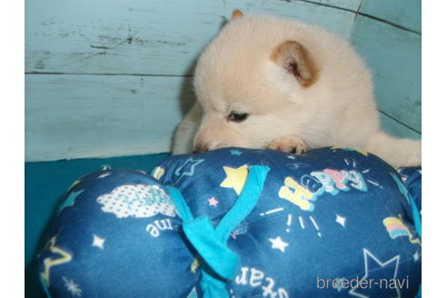 成約済の埼玉県の柴犬-146908の4枚目