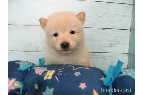 成約済の埼玉県の柴犬-146908の3枚目