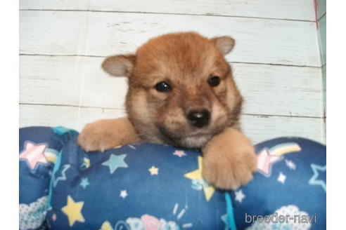 成約済の埼玉県の柴犬-146909の7枚目