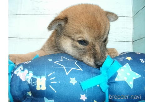 成約済の埼玉県の柴犬-146909の6枚目