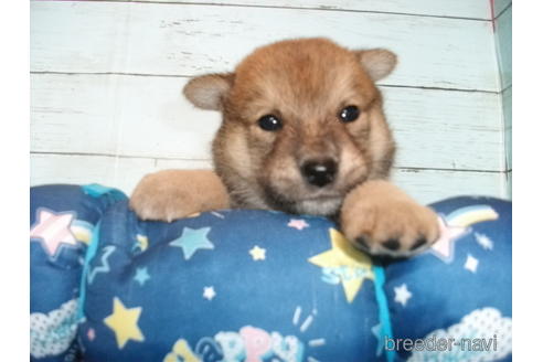 成約済の埼玉県の柴犬-146909