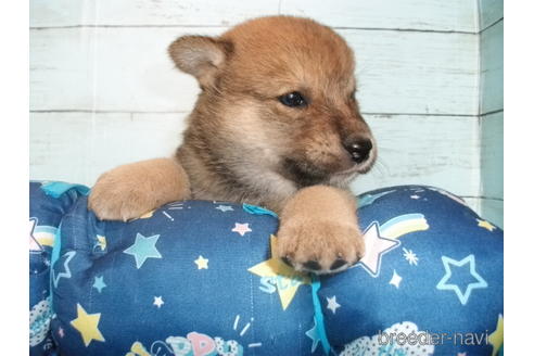 成約済の埼玉県の柴犬-146909の5枚目