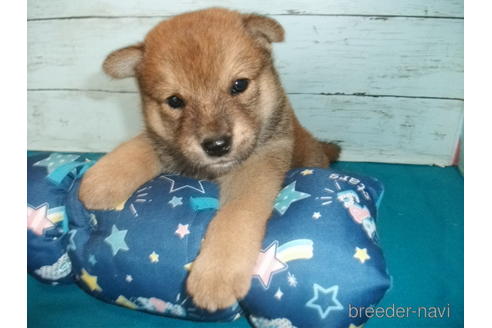 成約済の埼玉県の柴犬-146909の4枚目