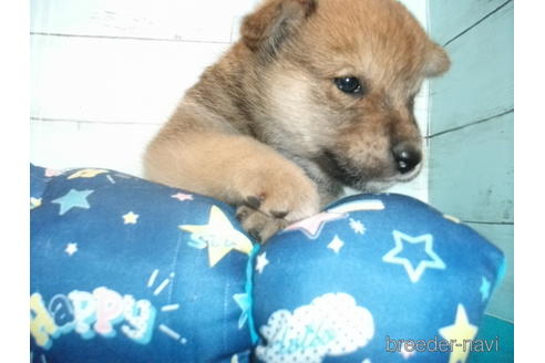 成約済の埼玉県の柴犬-146909の3枚目