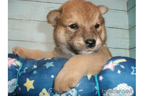 成約済の埼玉県の柴犬-146909の2枚目