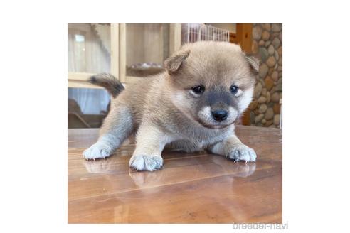 成約済の長野県の柴犬-146913の3枚目
