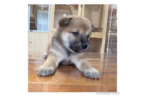 成約済の長野県の柴犬-146914の3枚目