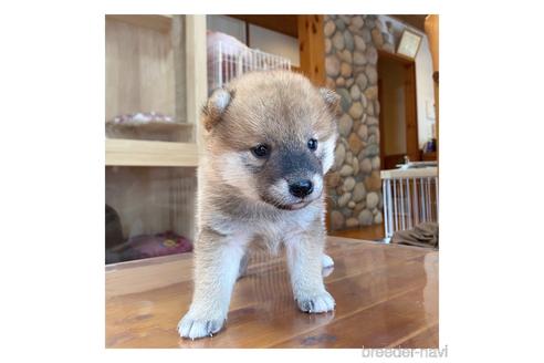 成約済の長野県の柴犬-146917の1枚目