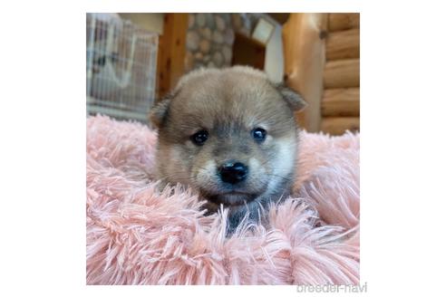 成約済の長野県の柴犬-146919の1枚目