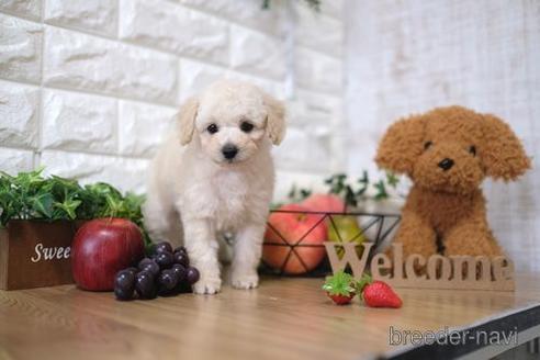 成約済の滋賀県のトイプードル-144378