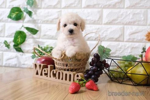 成約済の滋賀県のトイプードル-144378の5枚目