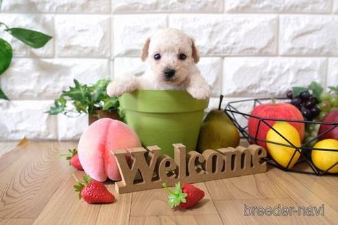 成約済の滋賀県のトイプードル-144378の3枚目