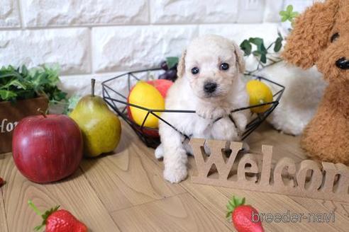 成約済の滋賀県のトイプードル-144378の2枚目