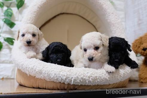 成約済の滋賀県のトイプードル-144382の4枚目