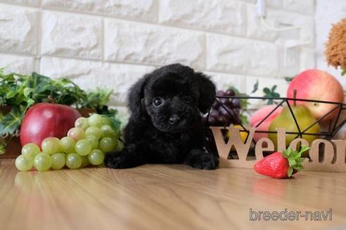 成約済の滋賀県のトイプードル-144383