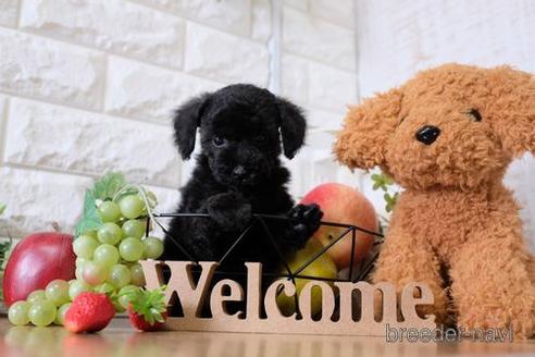 成約済の滋賀県のトイプードル-144383の5枚目