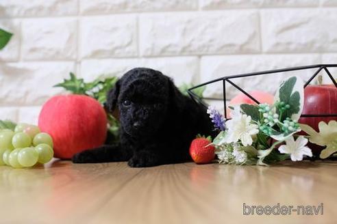 成約済の滋賀県のトイプードル-144383の3枚目