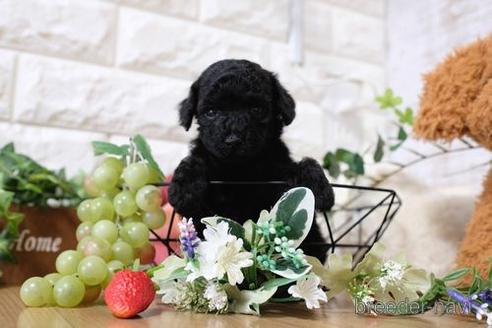 成約済の滋賀県のトイプードル-144383の2枚目