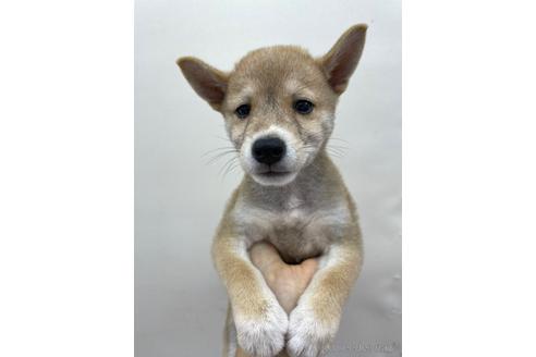 成約済の東京都の柴犬-146953の1枚目