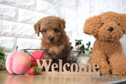 成約済の滋賀県のトイプードル-145278の1枚目